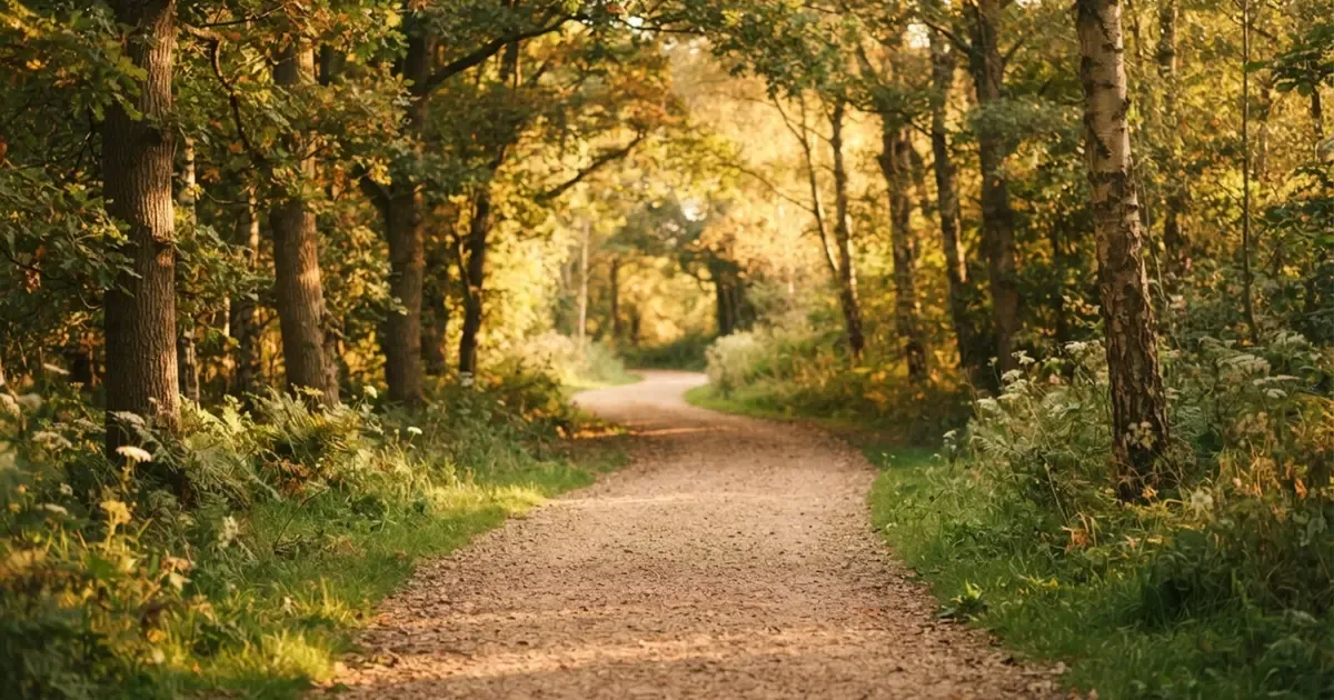 A quiet tree-lined path at golden hour, ideal for a brisk walk